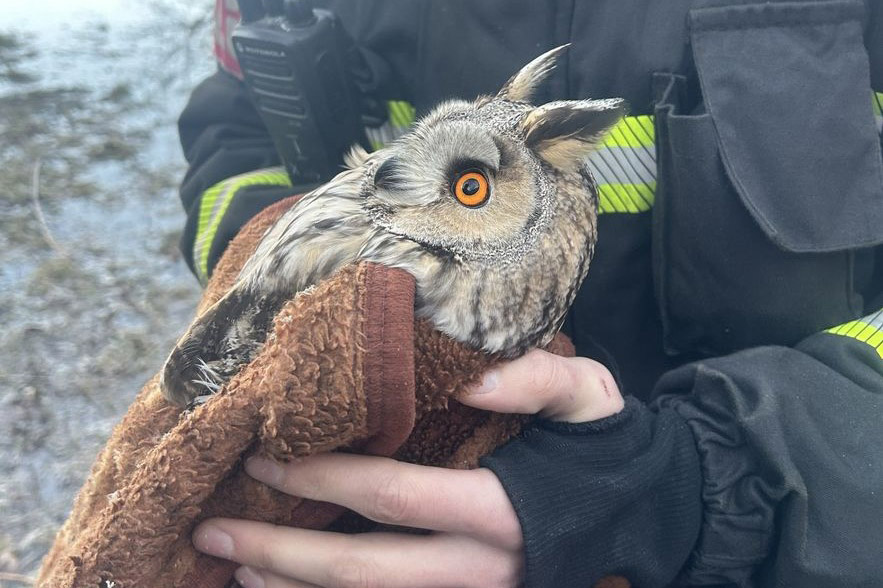 В Витебской области спали ушастую сову, застрявшую в развилке дерева – что с ней сейчас