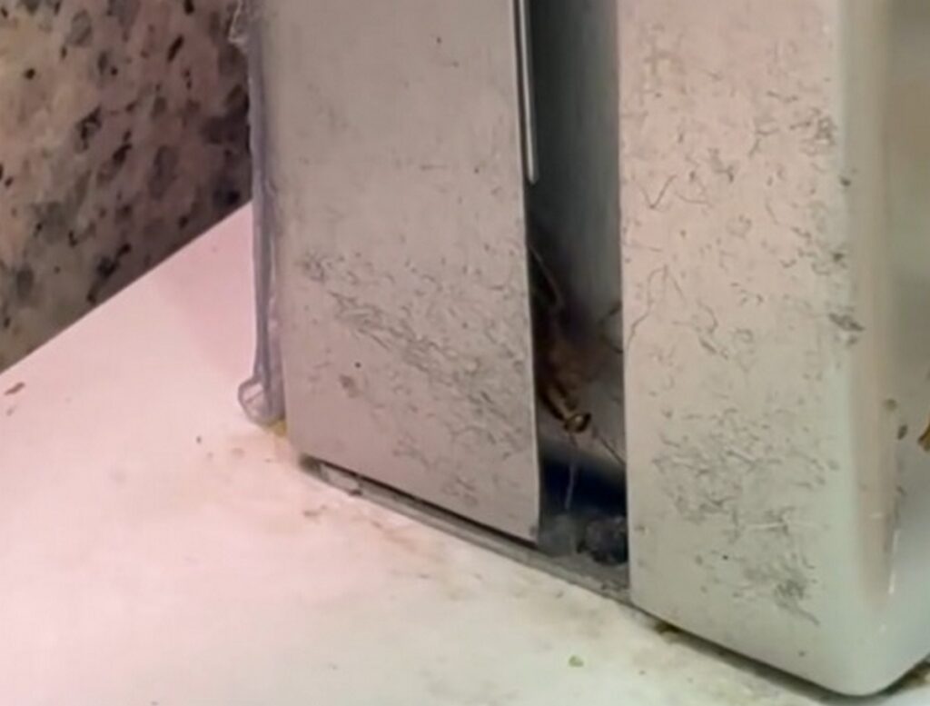 Ползающих тараканов заметили в одном из магазинов крупной торговой сети