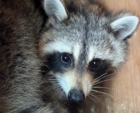 Американский енот Сеня оказался девочкой — ей подбирают новое имя