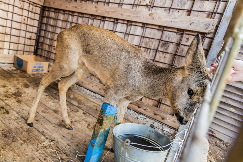 В Узденском районе косуля со сломанной ногой вышла к людям за помощью – что с ней сейчас