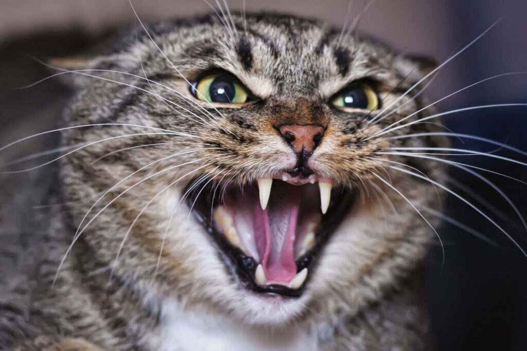 Кот укусил человека в Курганах: в деревне объявили массовую вакцинацию животных