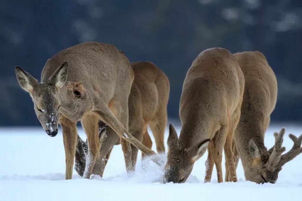 За охоту штрафом в 9 тысяч рублей наказали троих мужчин