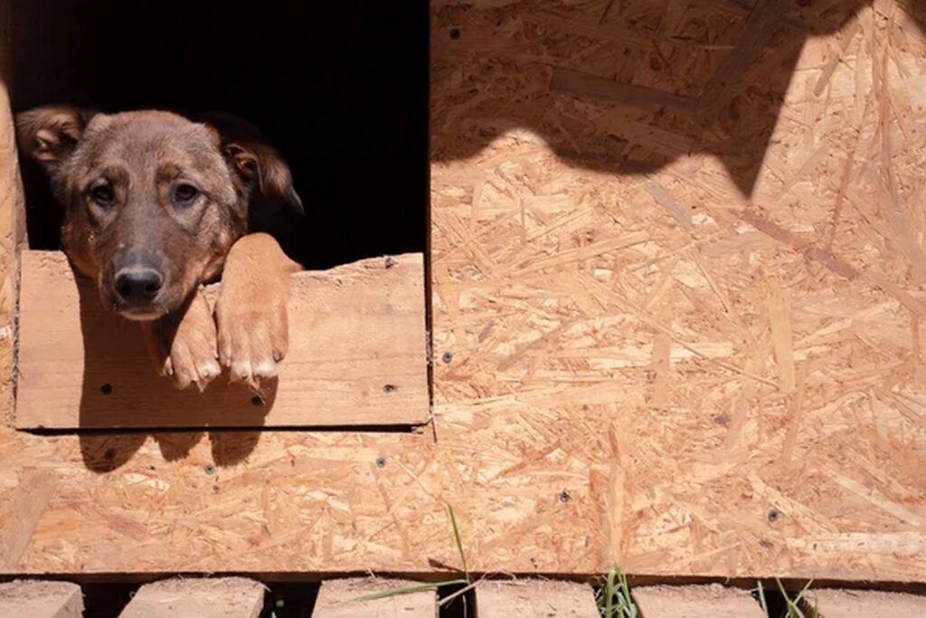 Регистрация собак в частном секторе: ждать ли штрафов за просрочку оформления
