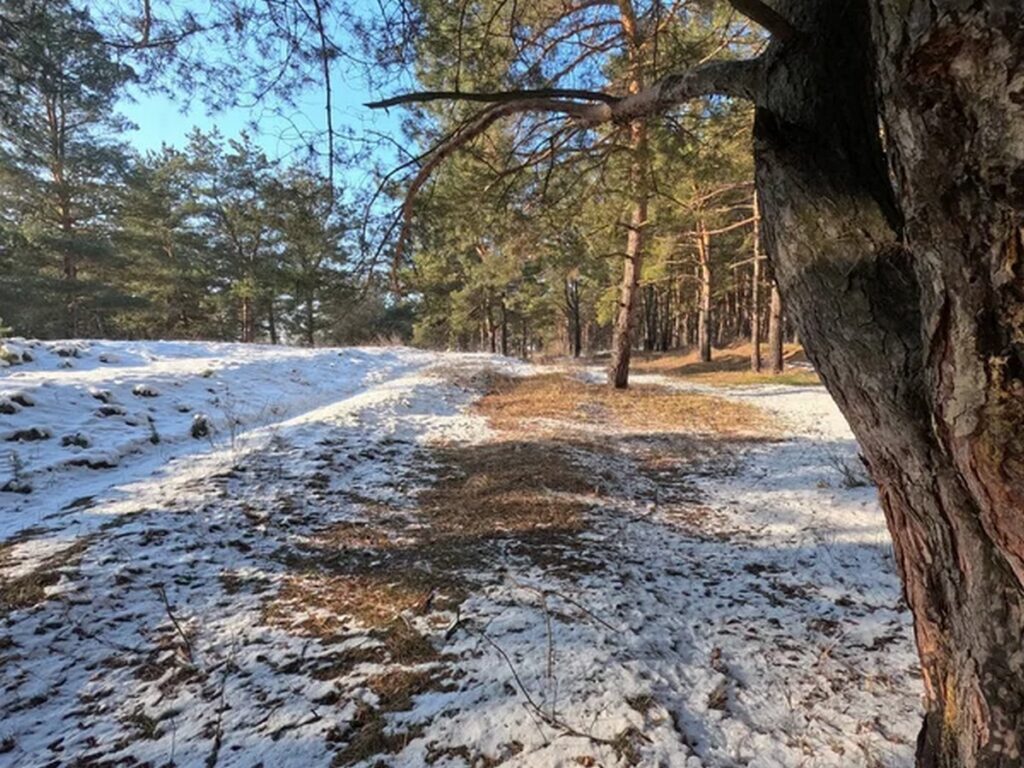 Белорус прятал закладки в лесах Дзержинского района