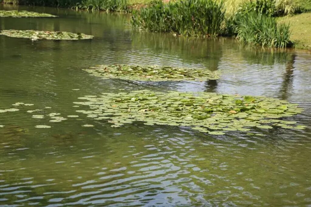 Трагедия случилась в Солигорском районе: в частном водоёме обнаружена утонувшая пенсионерка