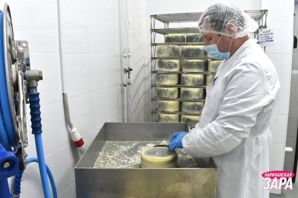 Как делают сыр с голубой плесенью: на предприятии в Нарочи проводят экскурсии для туристов