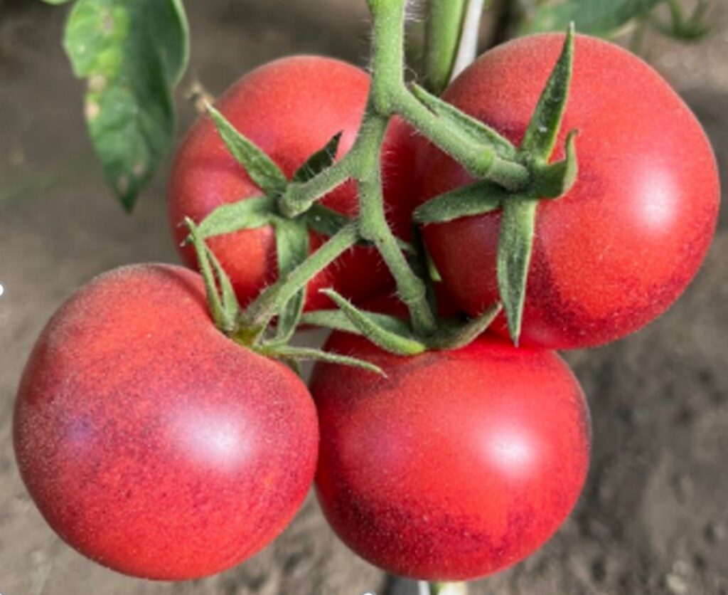 «Спатканне» с наукой: чем удивит новый белорусский томат с фиолетовой дымкой