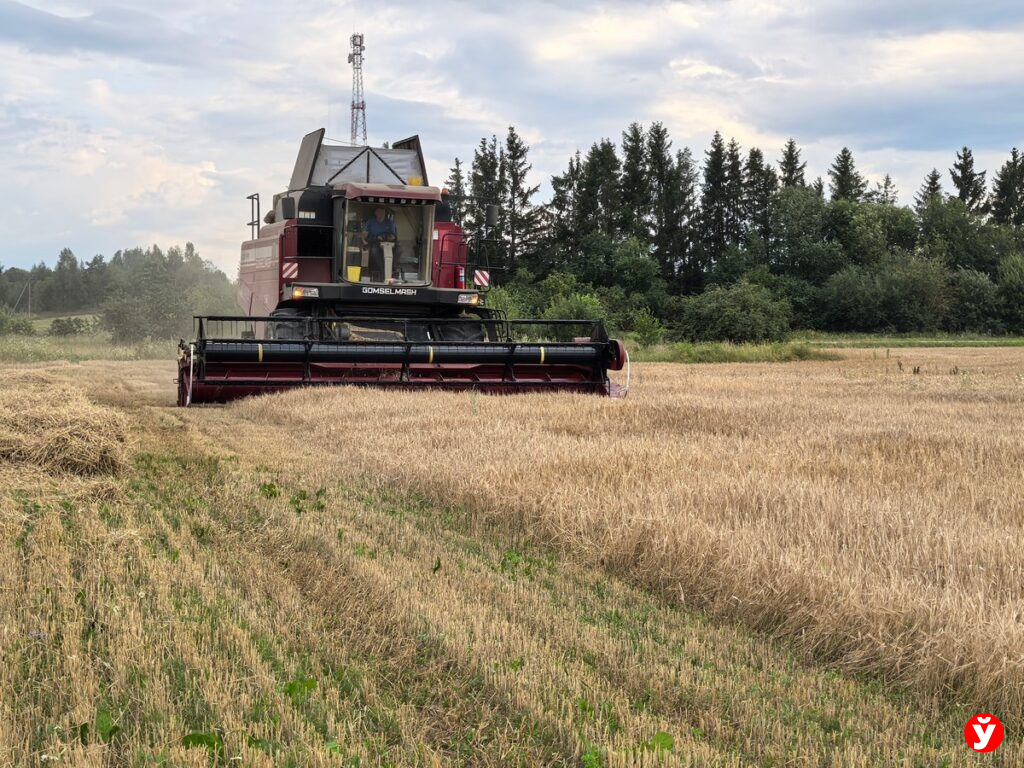 В Беларуси в 2026 году планируют собрать 11,5 млн тонн зерна