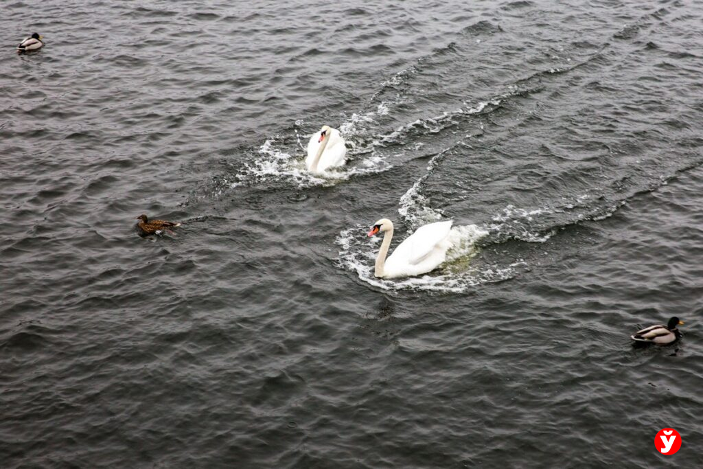 В Слониме нашли мёртвого лебедя — птица погибла от укуса животного