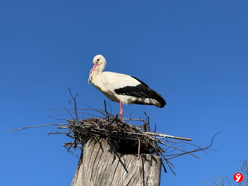 1 апреля в Беларуси: дожди, туман и до +17°С