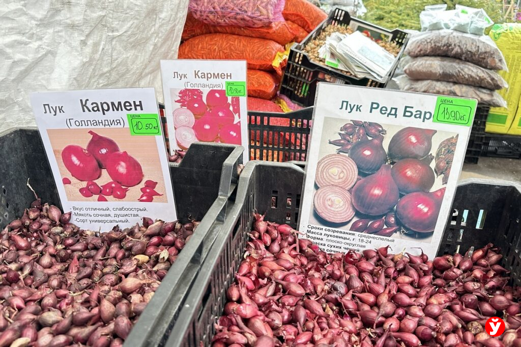 Лук-севок от 8 до 20 рублей, томаты за полрубля – посмотрели почем семена в этом сезоне