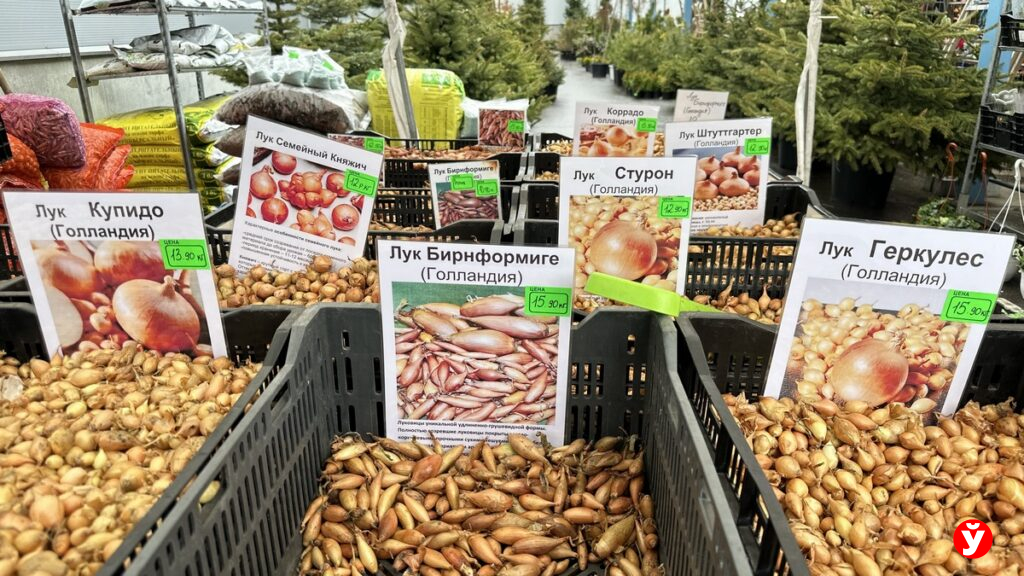 Лук-севок от 8 до 20 рублей, томаты за полрубля – посмотрели почем семена в этом сезоне