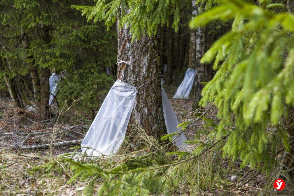 Березовый сок будут продавать от 42 копеек за литр – где его купить в Минске