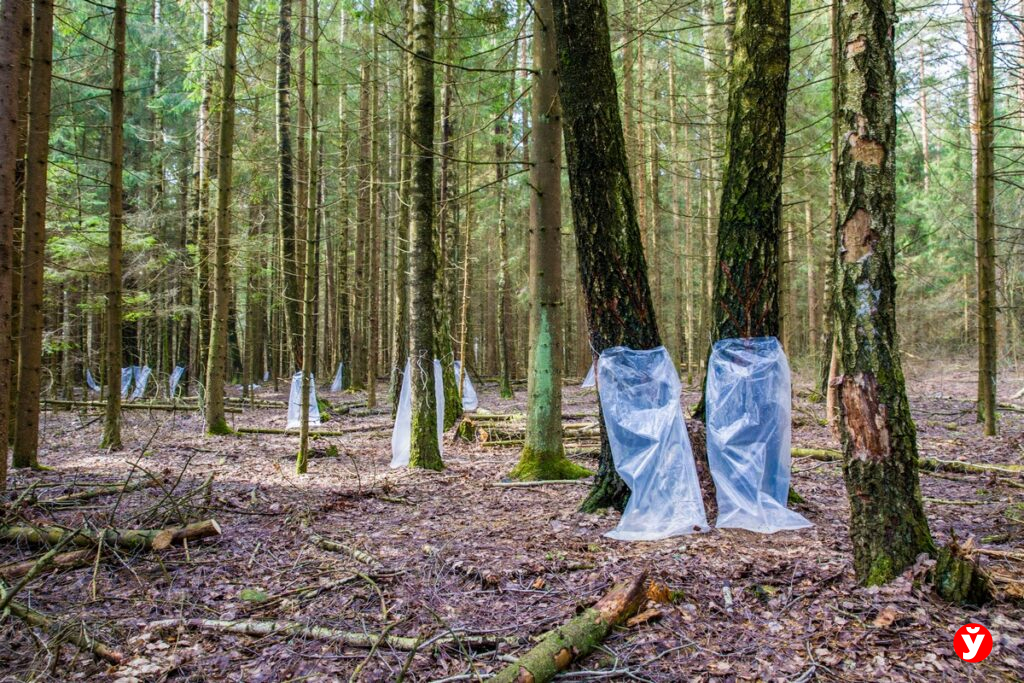 Сезон березового сока открыт: где можно собирать бесплатно и за что грозит штраф