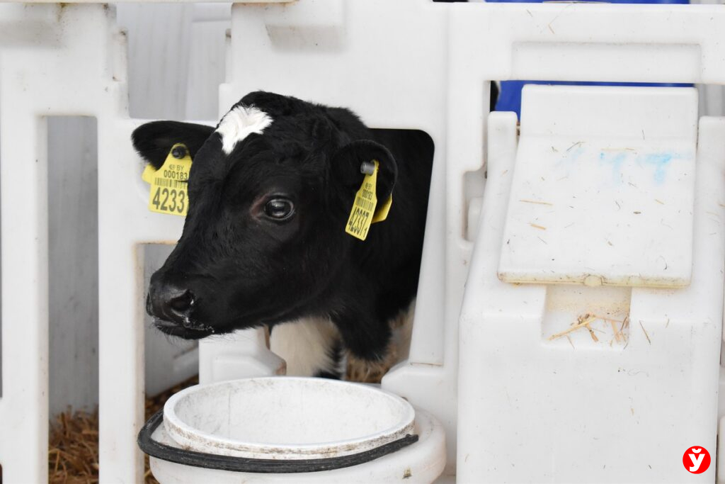 В Налибоках загорелись домики для телят — из огня спасли 27 животных