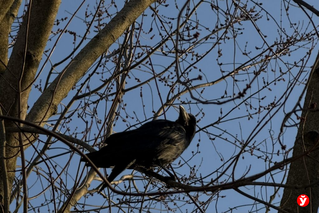 Синоптики пообещали белорусам до 19 градусов тепла в четверг – где будет теплее всего