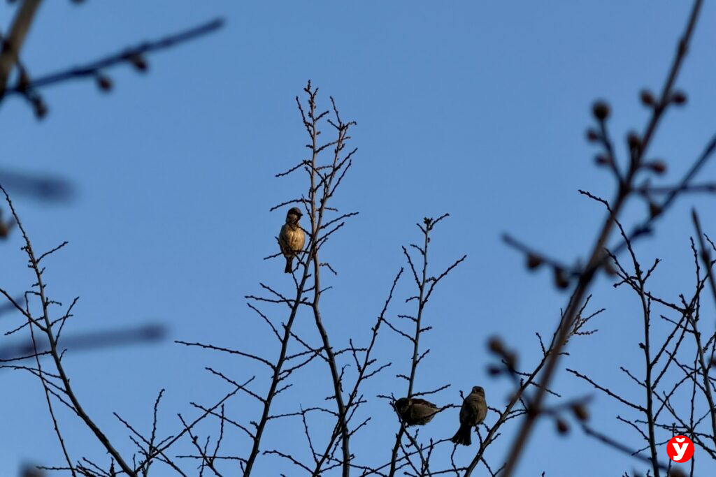 Где 18 марта в Беларуси будет холоднее – всего плюс 6