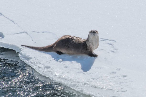 Вместо ожидаемой щуки на 20 кг рыбаки вытащили из лунки живую выдру