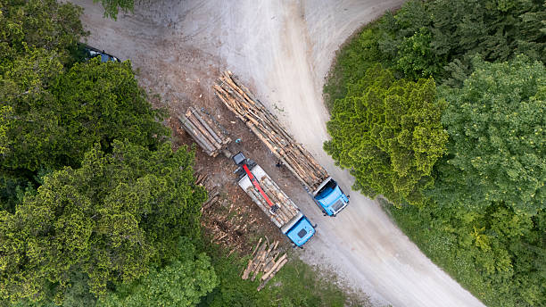 Белорусы жалуются, что лесовозы разбивают трассы – что ответили в Минлесхозе