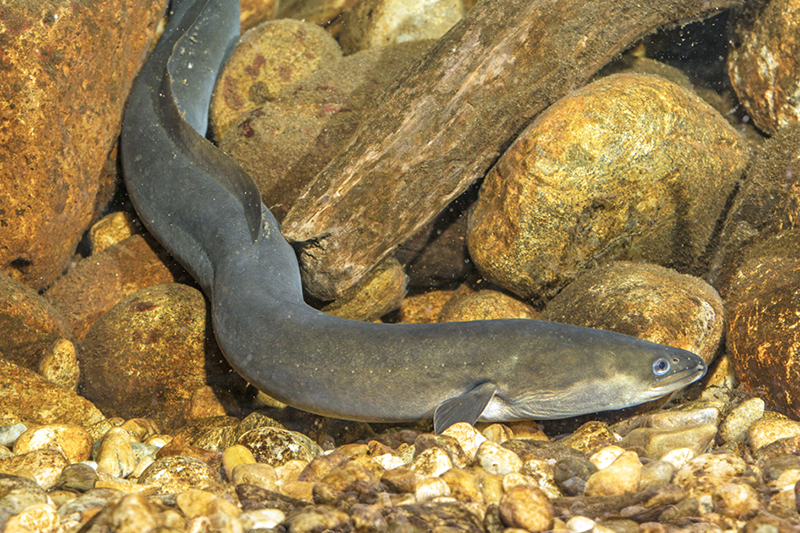 С 1 апреля в Минской области стартует особый вылов угря: названы реки и условия