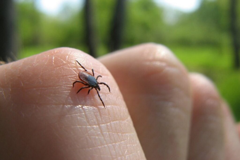 Стертая память и выдранные ресницы: белоруски рассказали, чем аукнулась встреча с клещом