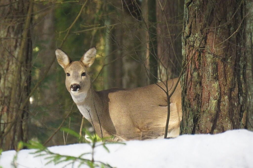Жители Несвижского района незаконно добыли косулю. Ущерб составил 16 200 рублей