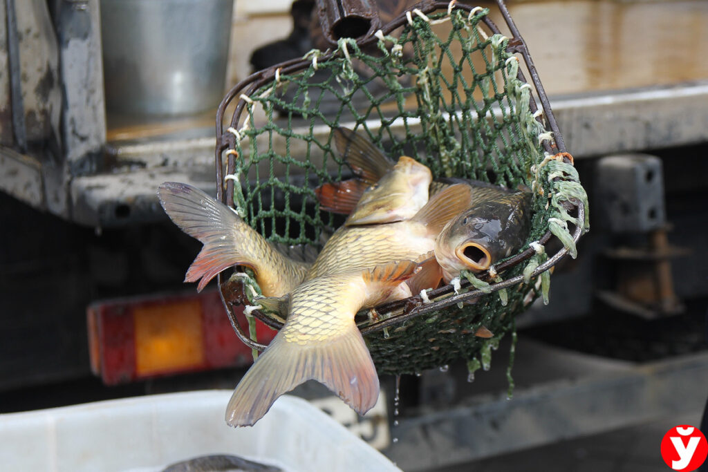 Жителей Минской области пригласили на весенние ярмарки с 28 марта