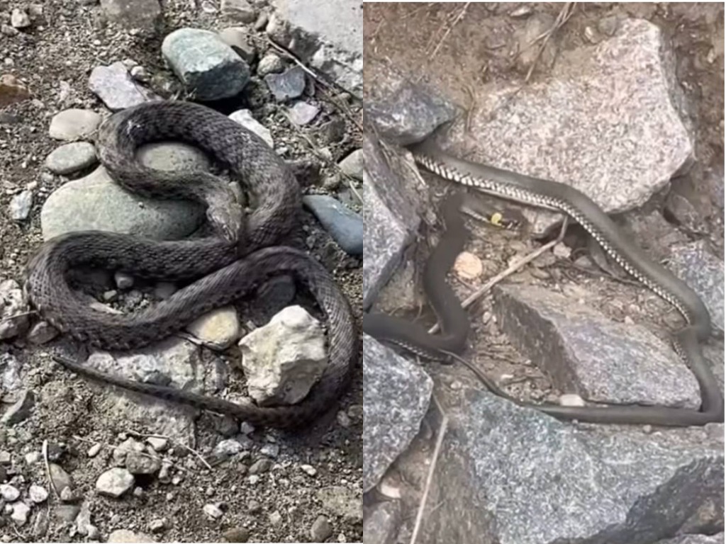 В Беларуси начался «змеиный сезон»