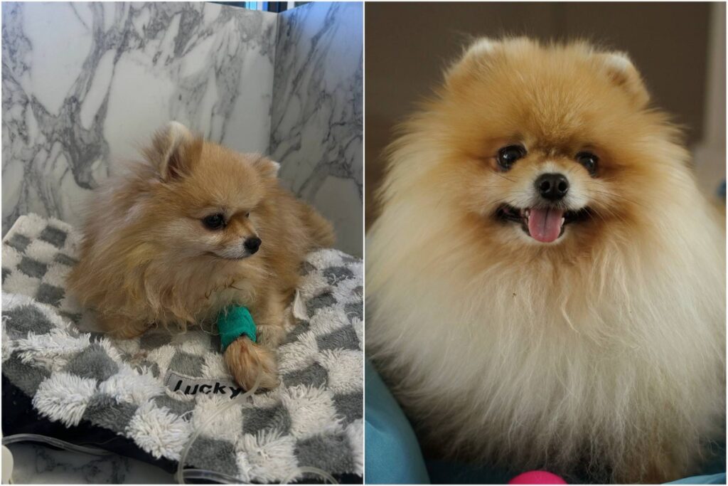 Подпольные разведенцы зарабатывают на щенках, а ненужных собак выбрасывают – исповедь минчанки