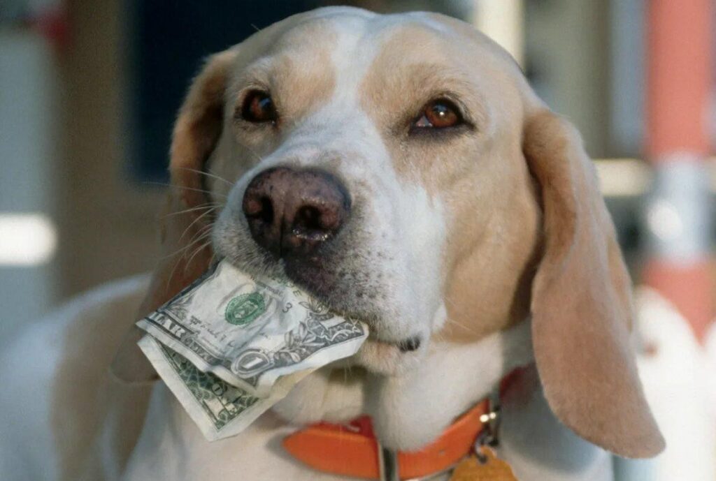 Кто в Беларуси освобожден от уплаты налога на собаку