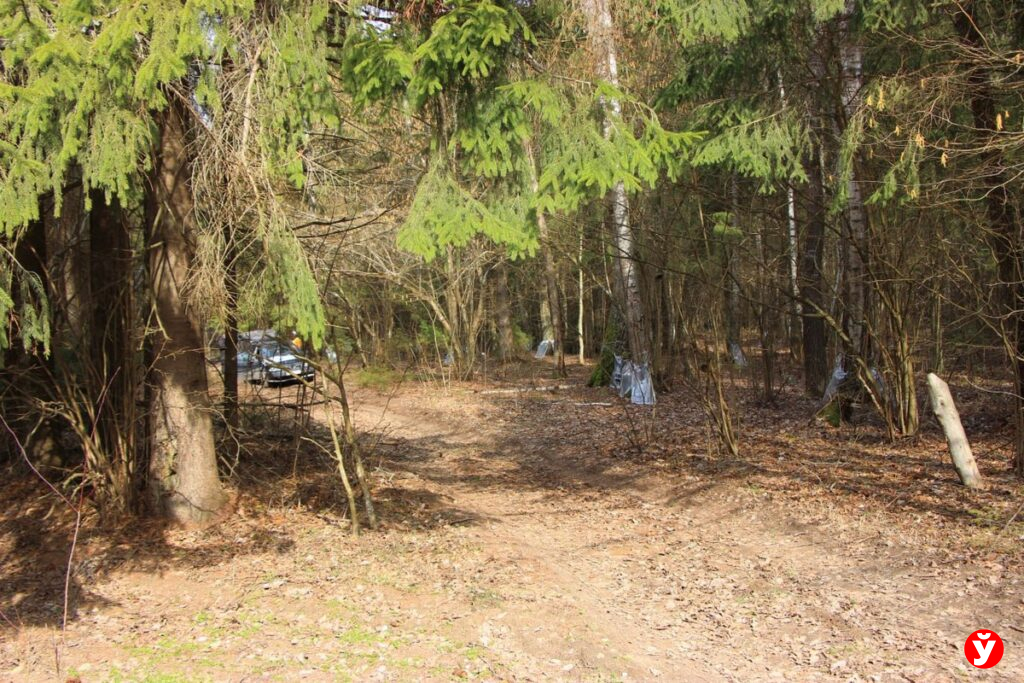 Белорусам запретили собирать березовый сок? Минлесхоз прояснил ситуацию