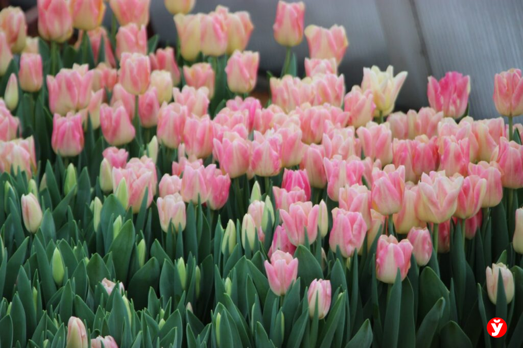 Тюльпаны за 2400 рублей? Про жительницу Клецкого района, которая пыталась купить цветы онлайн