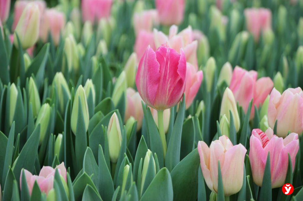 Миллионы мимо бюджета: в Брестской области раскрыли аферу с тюльпанами