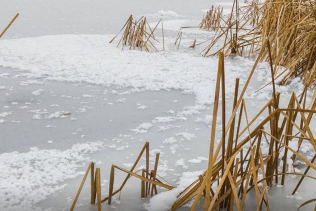 Рыба осталась гнить на льду в Жабинковском районе – в этом обвиняют рыбаков с сачками