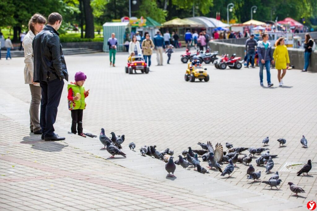 Штрафы до 900 рублей ждут белорусов за неправильное кормление птиц