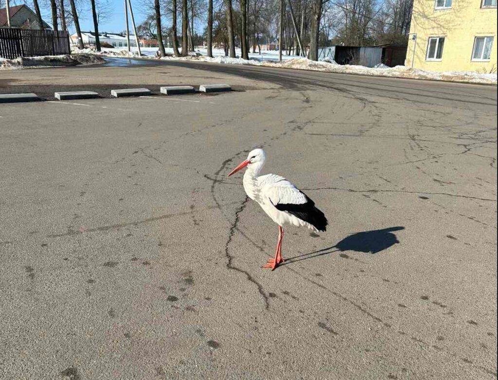 Первые аисты прилетели в Минский район