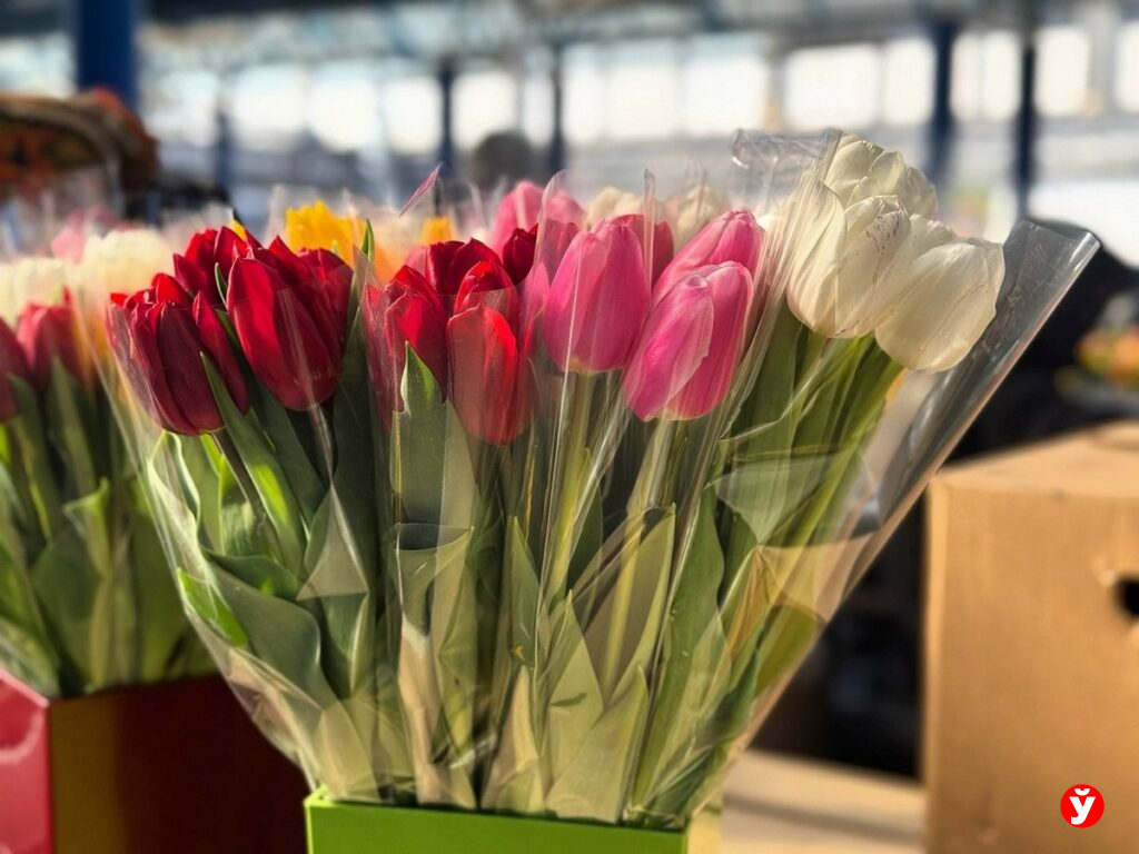 Тюльпаны на продажу