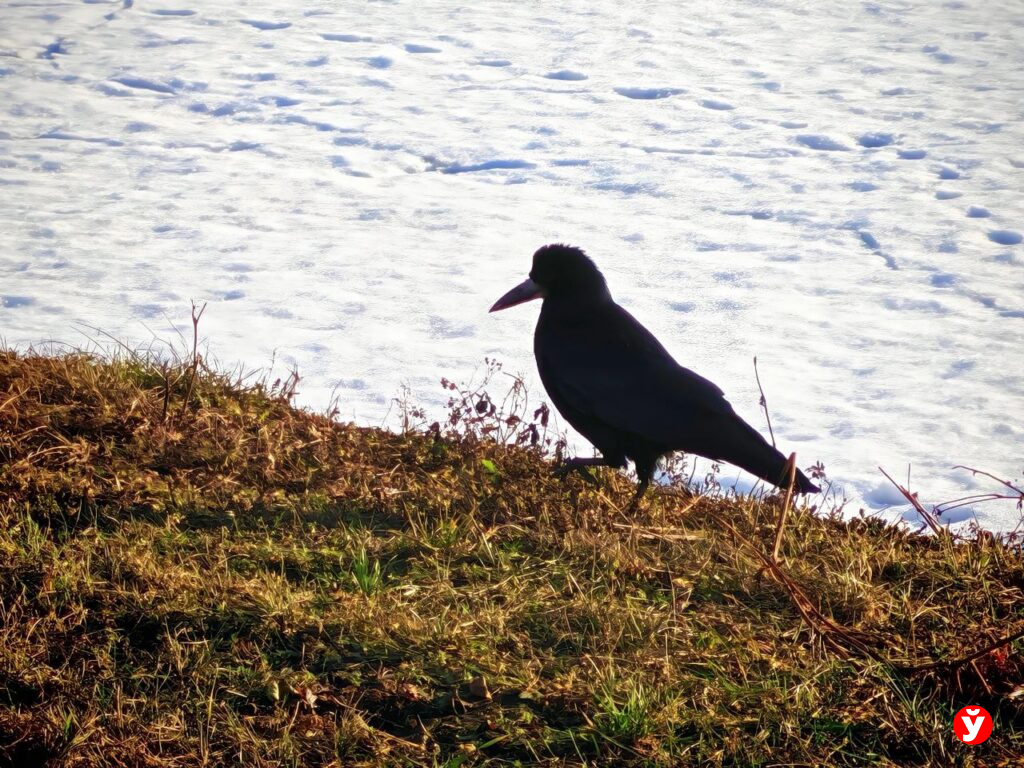От +16 до туманов и гололедицы: синоптик Рябов рассказал о погоде на неделю с 9 марта