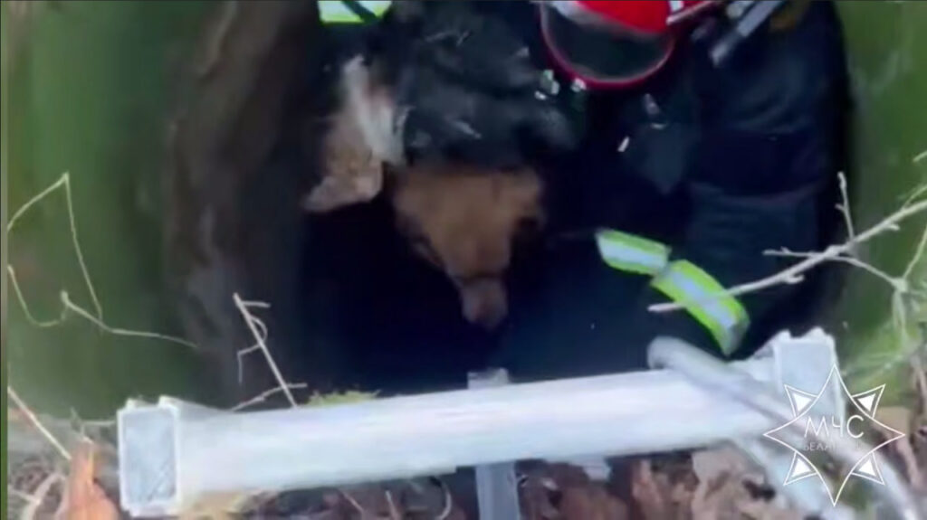 В Березинском районе МЧС спасло собаку, упавшую в колодец