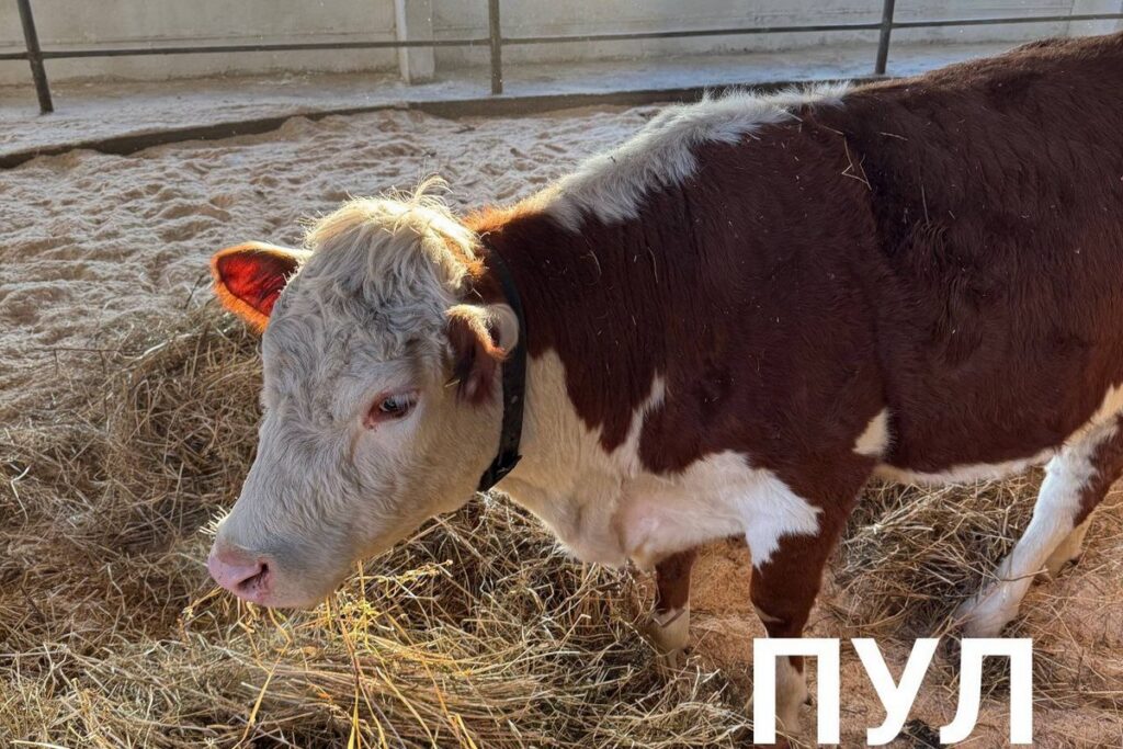Лукашенко в Дрибине подарили племенную буренку
