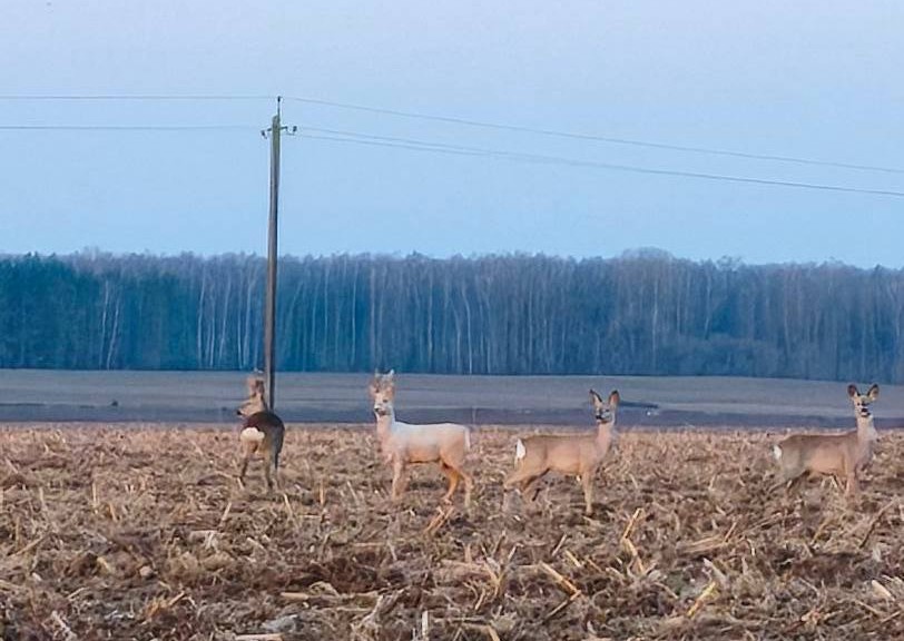 Уникальную косулю-альбиноса заметили в Лидском районе
