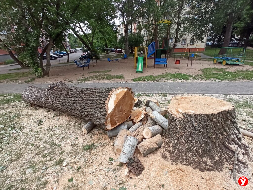 Самостоятельно спилить дерево в городе? Могут оштрафовать до 30 базовых