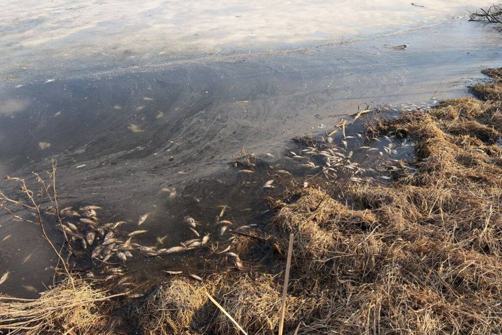 На озере в Гатово гибнет рыба: экологи назвали предварительную причину