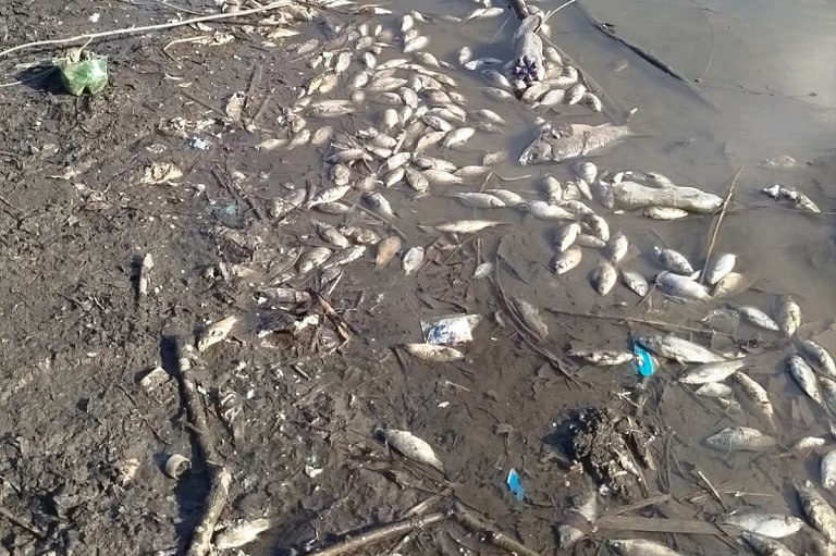 Массовую гибель рыбы обнаружили в минском водоеме