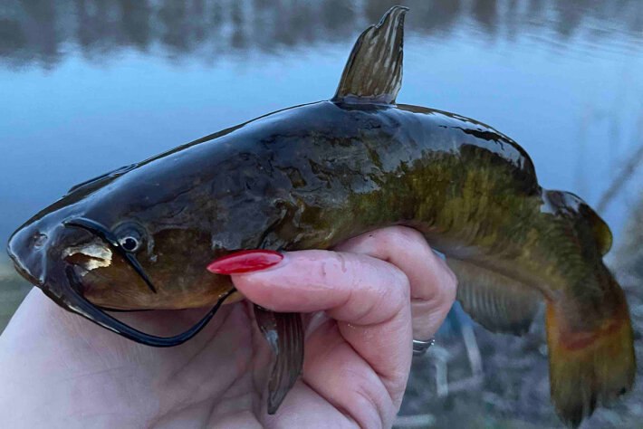 Где в Беларуси в марте можно порыбачить на американского сомика