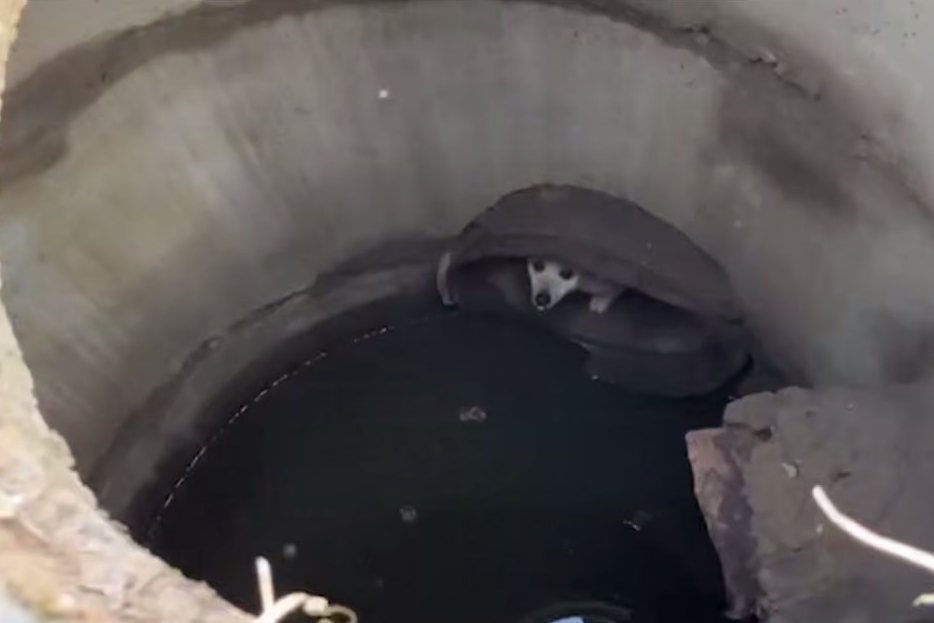 В Столбцовском районе спасли собаку, упавшую в колодец