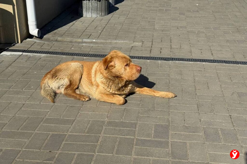 Как зарегистрировать собаку в Березино и не попасть на штраф
