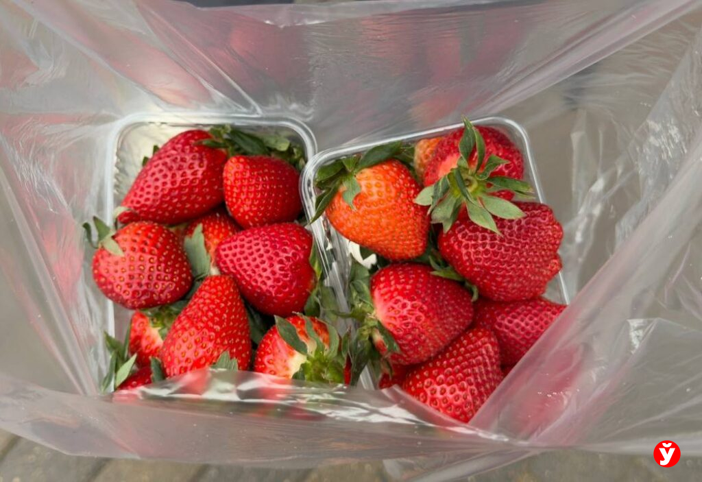 Клубника уже появилась в Минске – но стоит ли спешить за первой ягодой?