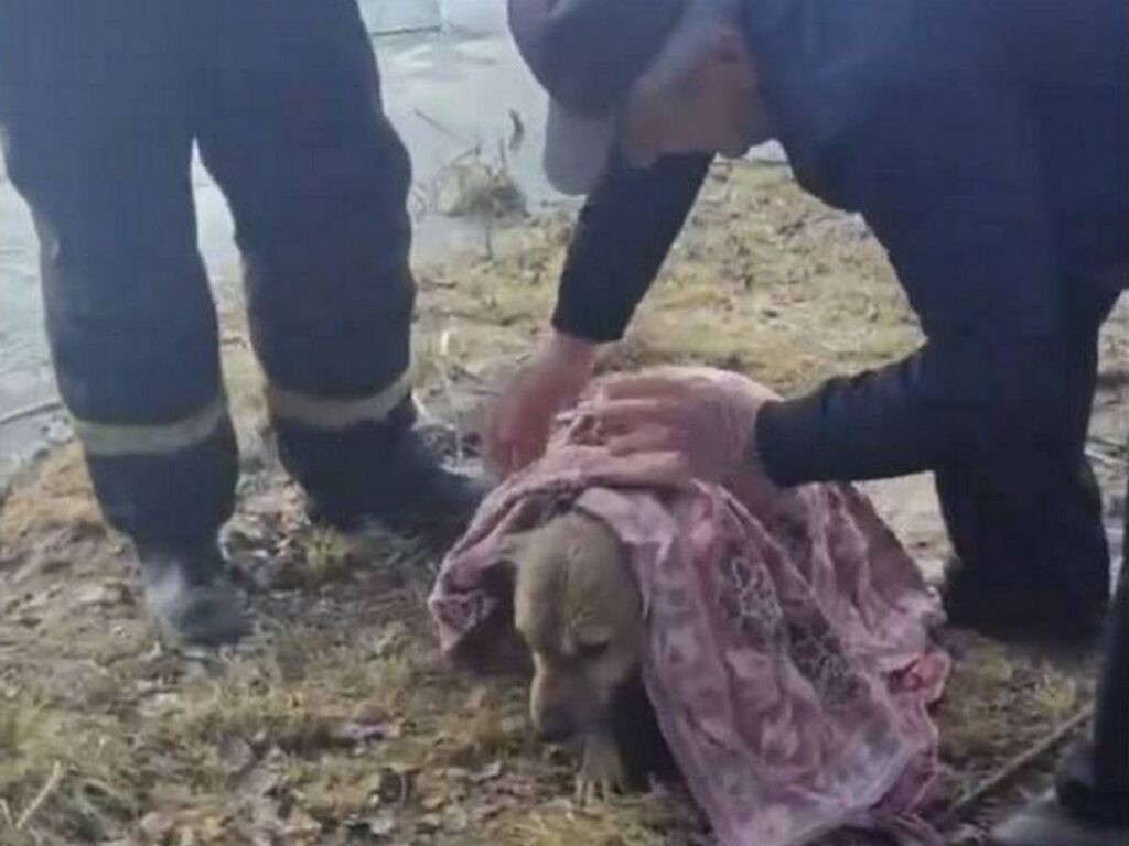 В Марьино неравнодушный мужчина и спасатели помогли тонущей собаке