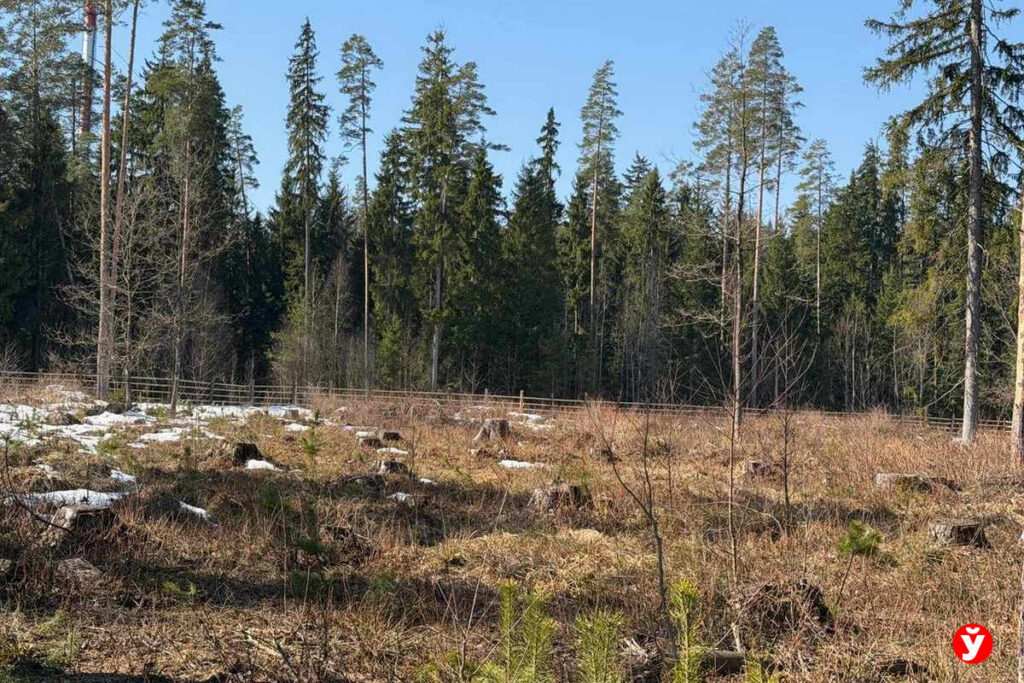 В Беларуси начали ограничивать посещение лесов